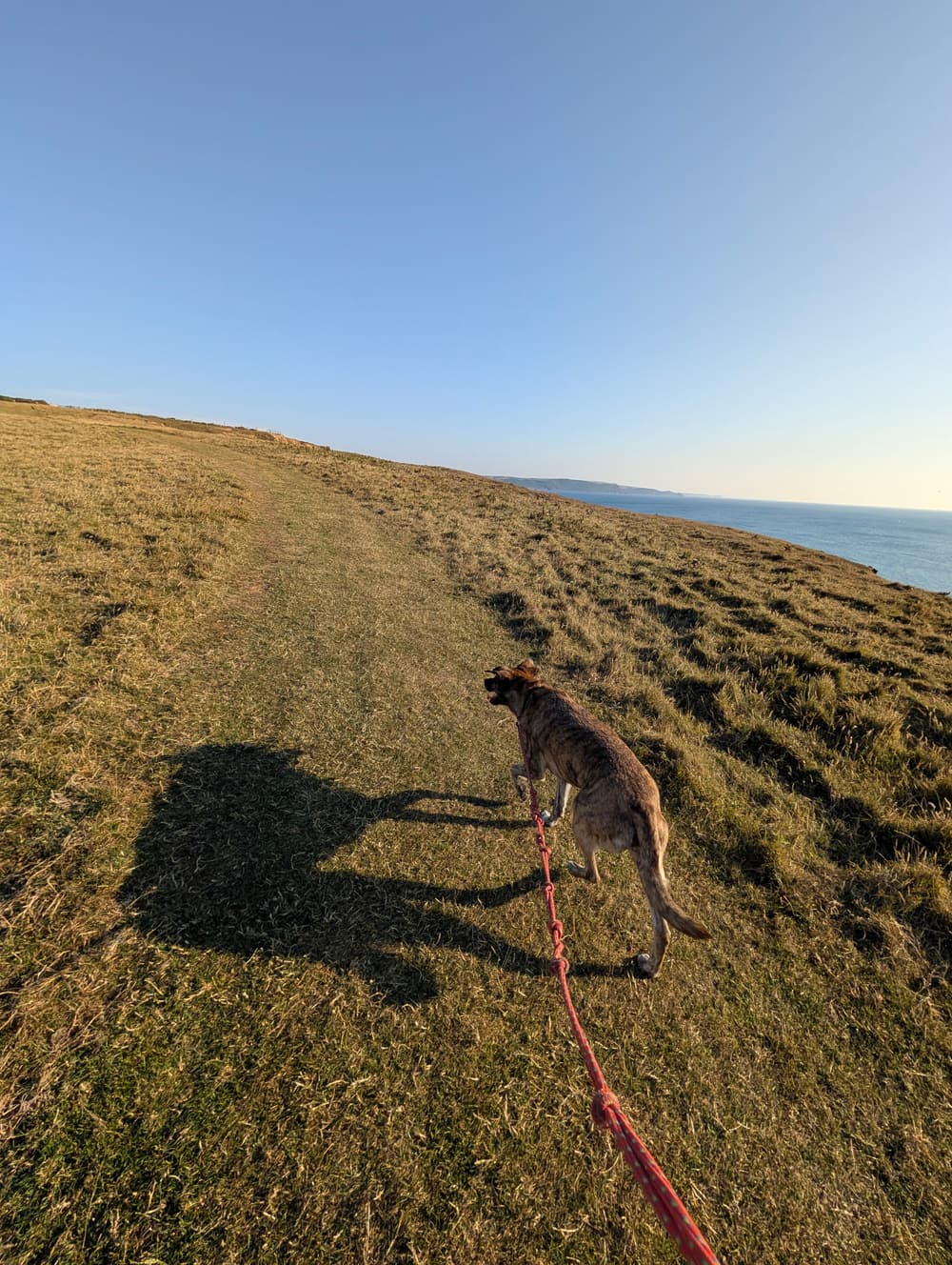 A dog enjoying a walk on a coastal path with its Harrow dog walker